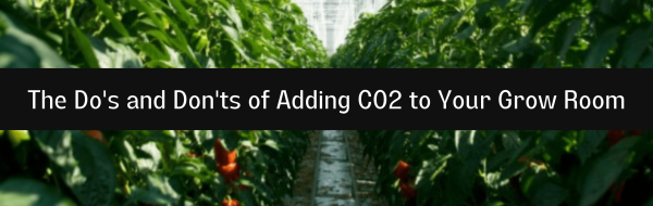 The Do's and Don'ts of Adding CO2 to Your Grow Room 