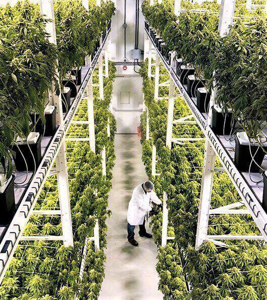CO2 System for Grow Room