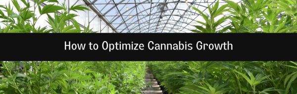How to Optimize Cannabis Growth 