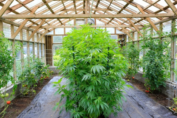 How to Optimize Cannabis Growth 